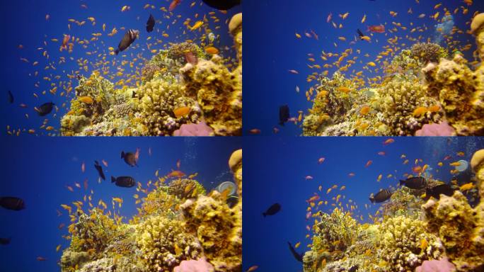 红海的珊瑚礁，阿布 · 杜布。静态录像，美丽的水下景观与热带鱼和珊瑚。生物珊瑚礁。埃及
