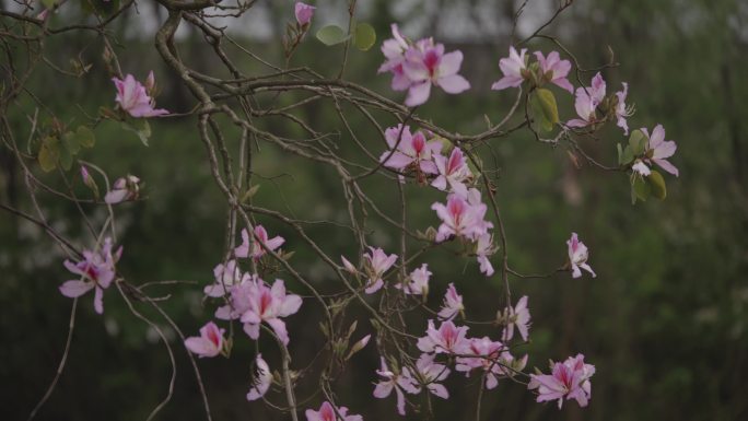 春风吹拂