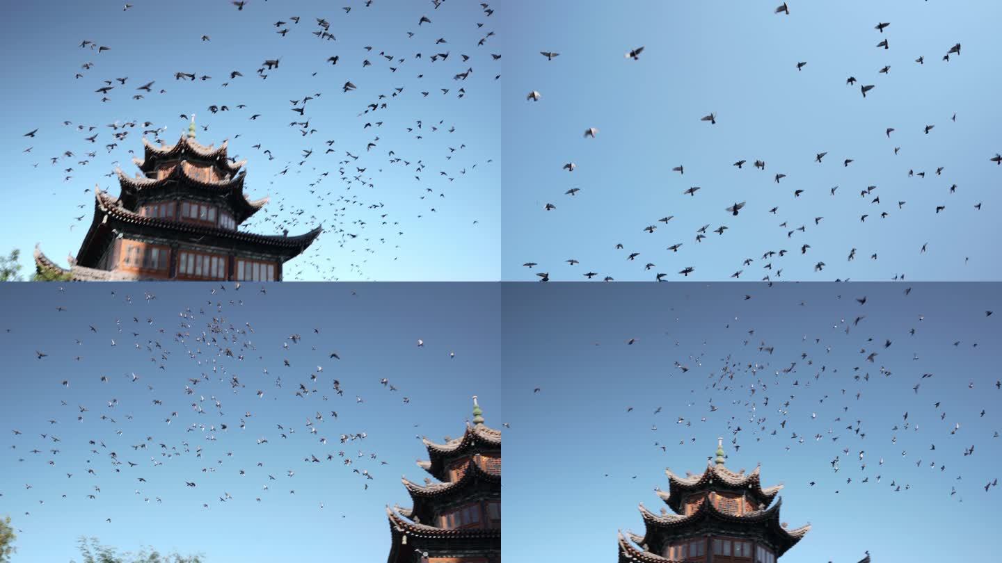 飞翔在天空的鸽子