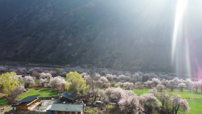 阳光照在美丽的藏寨桃花林