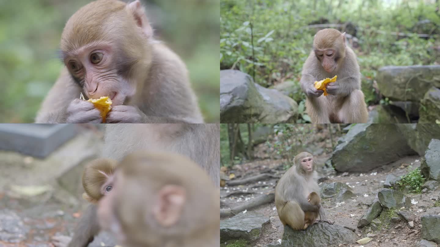 武陵源猴子景区野猴猴子吃东西小猴子可升格