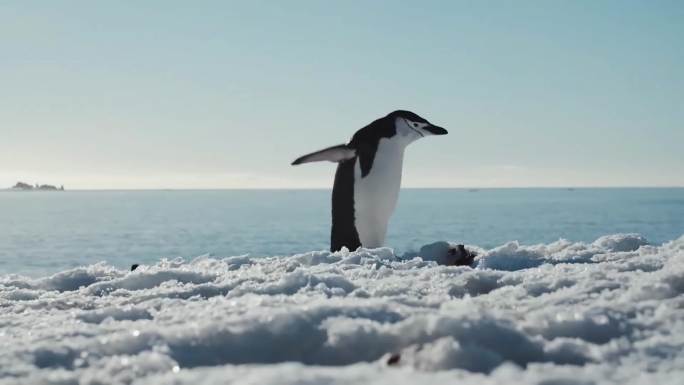 南极动物-企鹅海豹合集