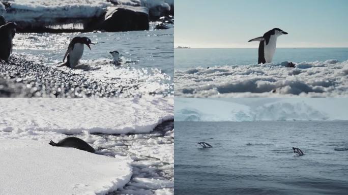 南极动物-企鹅海豹合集