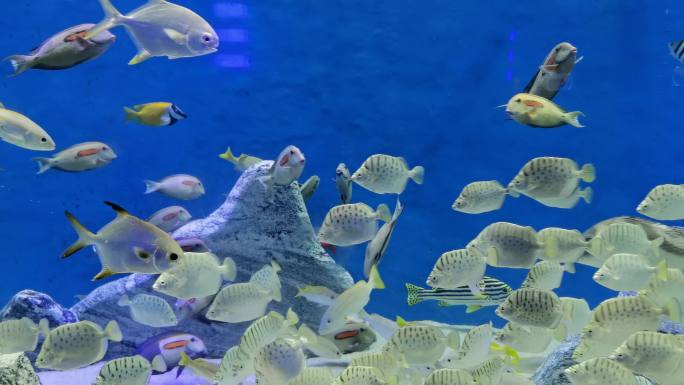 群居海鱼生物