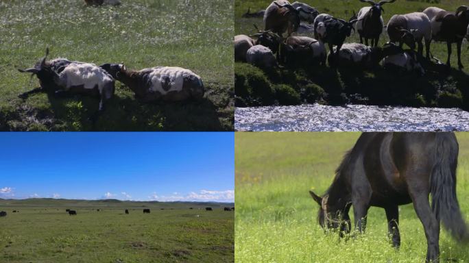 草原 马牛羊 畜牧业