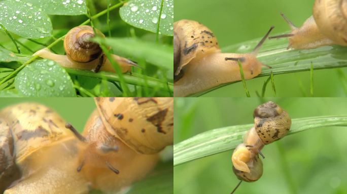 蜗牛-绿色生态