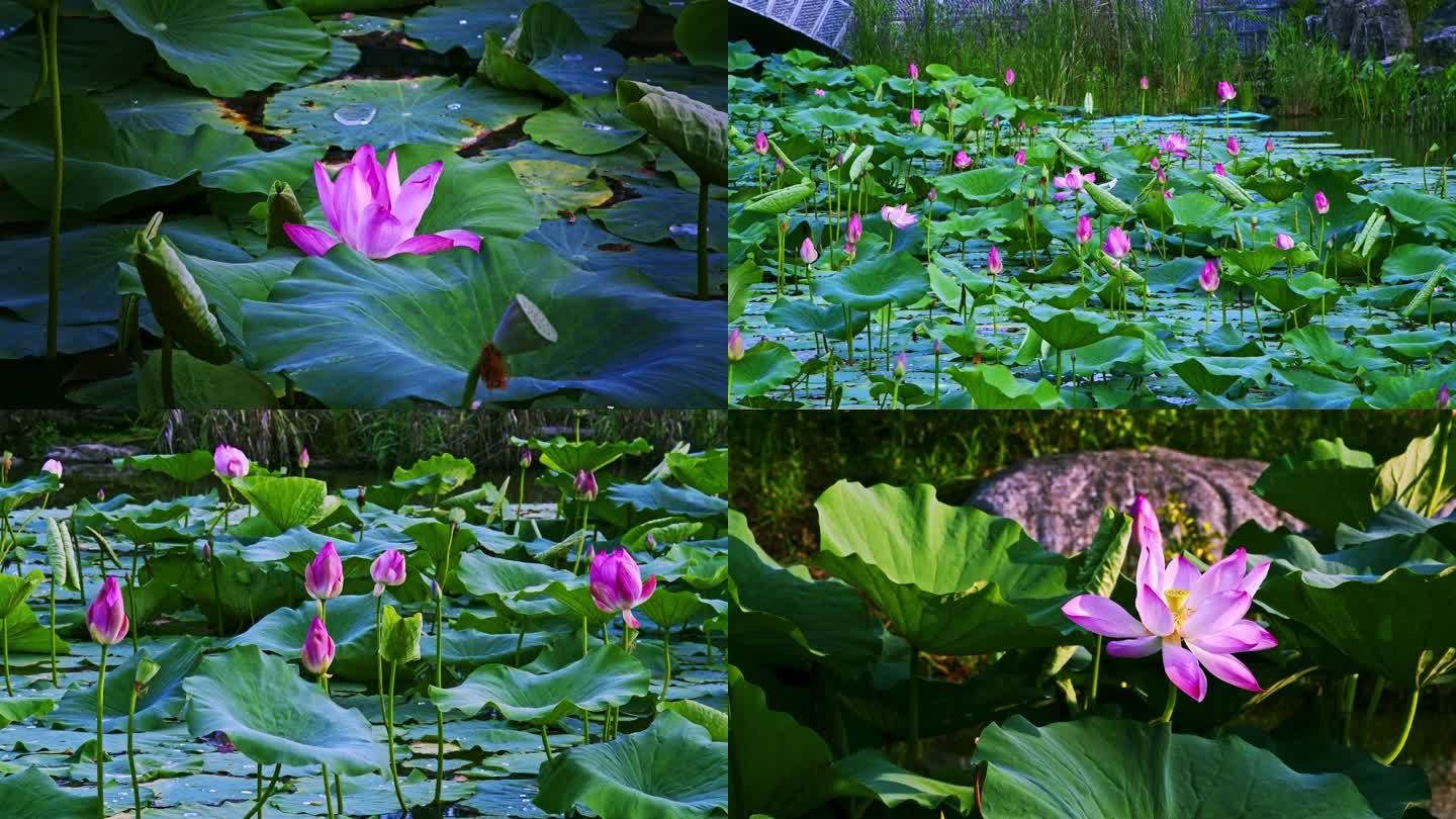 荷花 莲华 水芙蓉 藕花