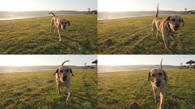 阳光明媚的日子里, 可爱的狗在湖边玩球