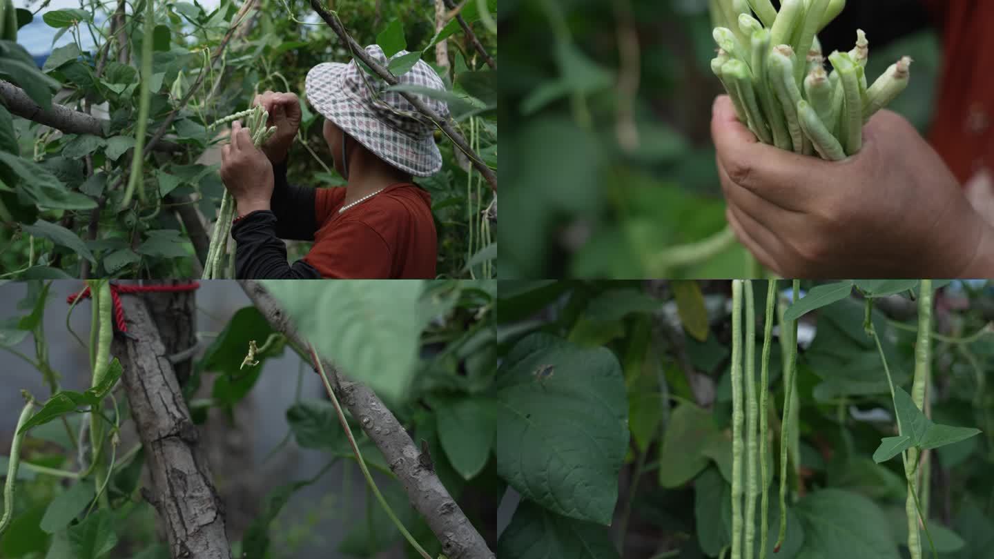 丰收 收获掰棒子 摘豆角