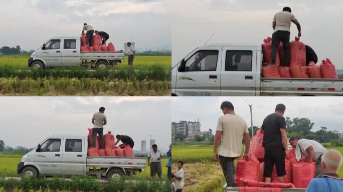 夏季水稻丰收收割肥料销售收割稻穗装车运输