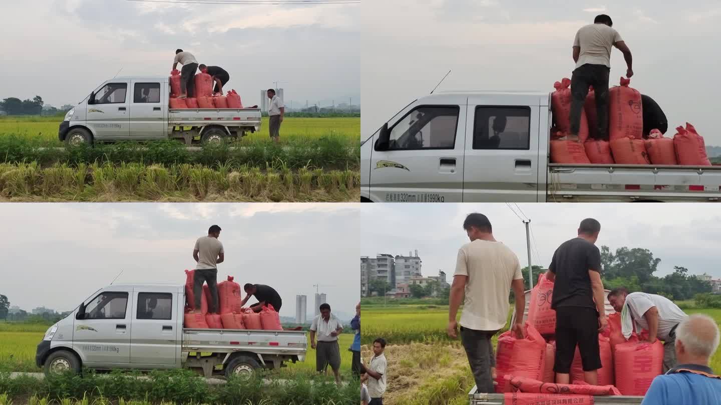 夏季水稻丰收收割肥料销售收割稻穗装车运输