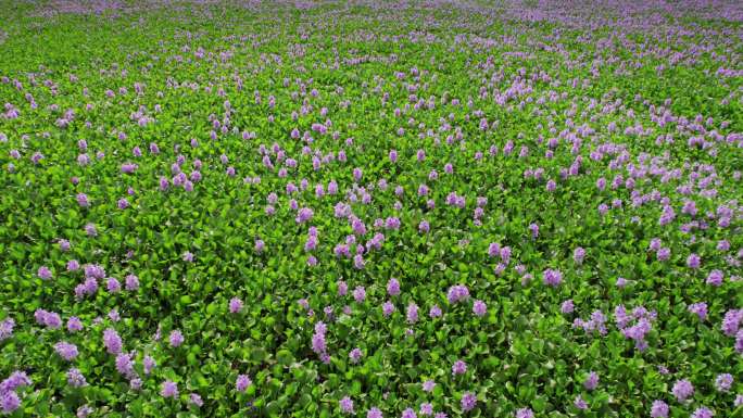 水葫芦盛开的紫色花海02 4k航拍30p