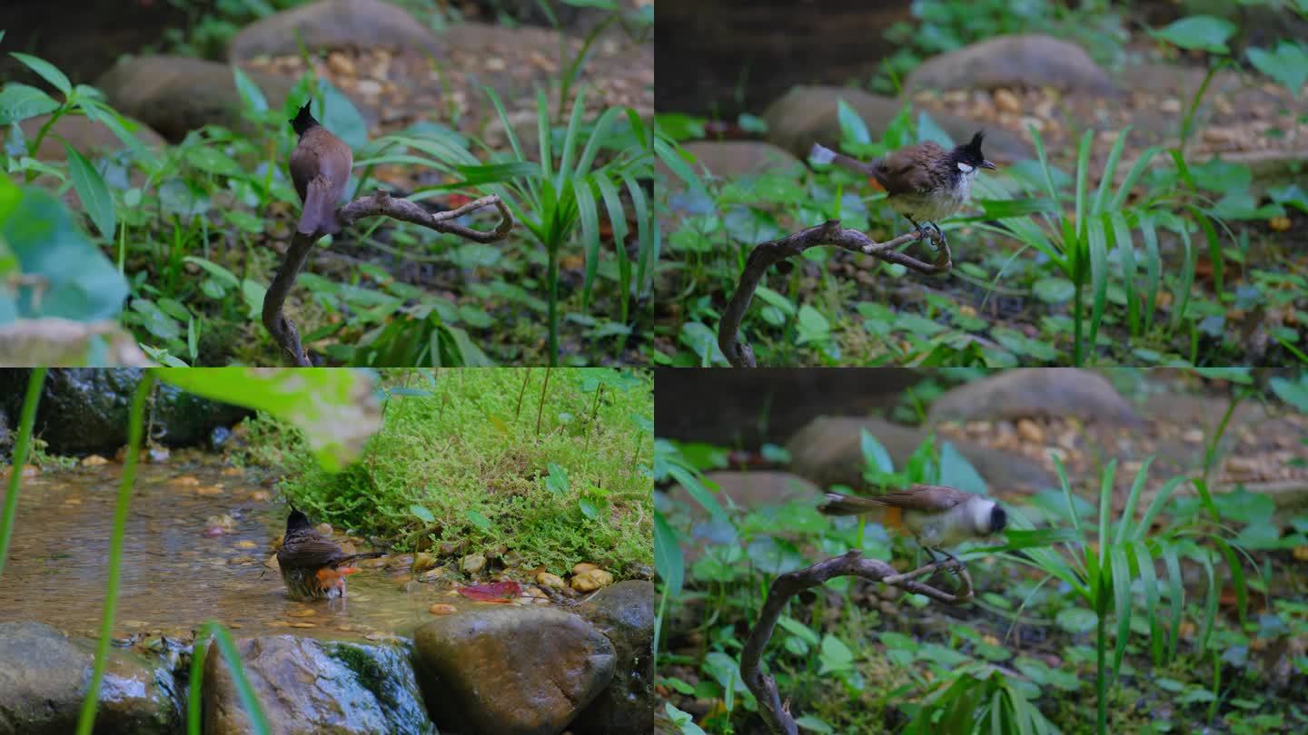 红耳鹎 小鸟 洗澡