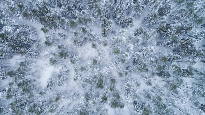 多雪的冬季云杉中的针叶林2