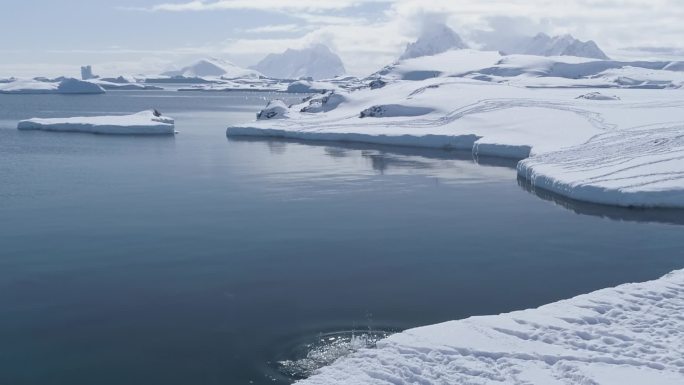 南极企鹅在冰上行走，在水中跳跃