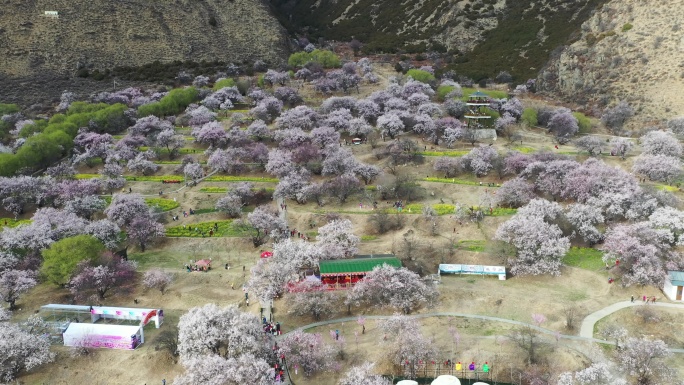 林芝嘎啦村桃花盛开美景