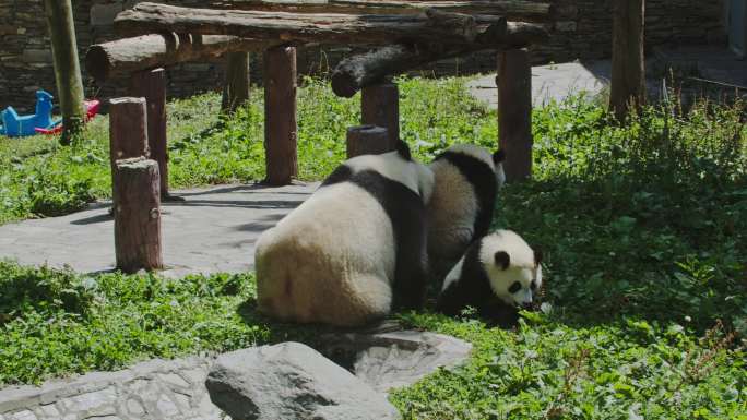 卧龙中华大熊猫苑神树坪基地大熊猫