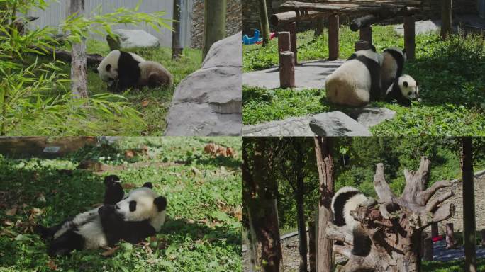 卧龙中华大熊猫苑神树坪基地大熊猫