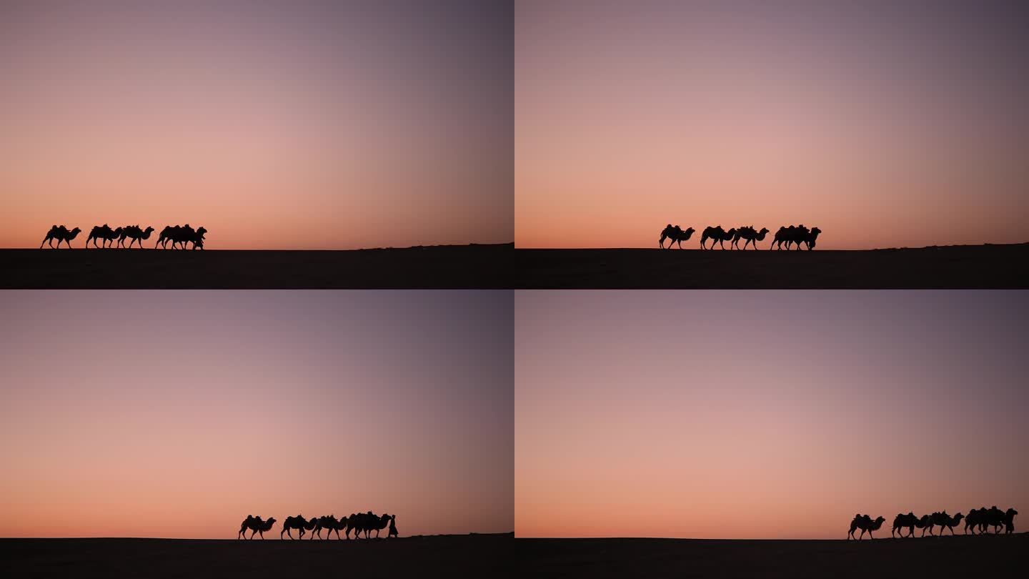 骆驼大篷车剪影在沙漠中间的日落 