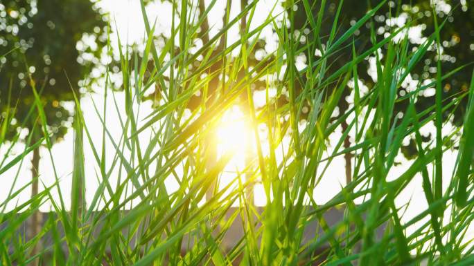 阳光照射穿透绿色的庄稼植物