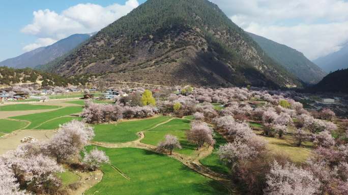 开满桃花的西藏林芝藏族村寨