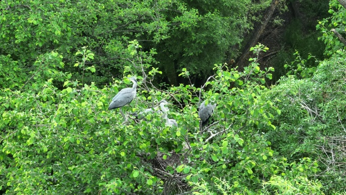 树枝上的野生水鸟苍鹭
