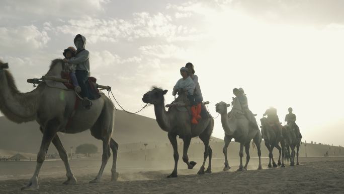 沙漠骆驼  月牙泉骆驼队