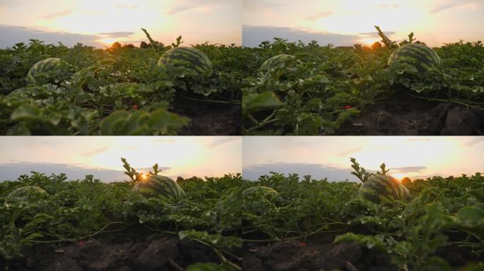 日落时分，在田野里在地上的条纹成熟的西瓜