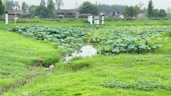 乡村振兴项目自然涓涓荷花池流水周末出行