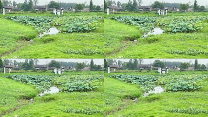 乡村振兴项目自然涓涓荷花池流水周末出行