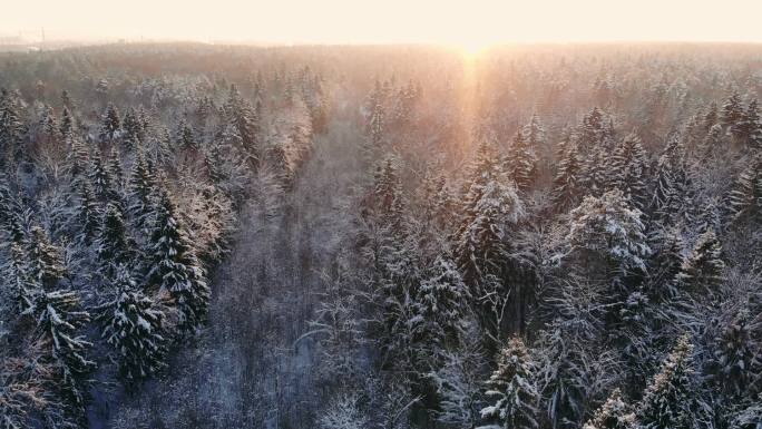 雪花飘落。冬季仙境。下雪了雪。日落黄昏的阳光。森林树木森林自然。慢动作。冬天背景。浪漫的仙境。环境优