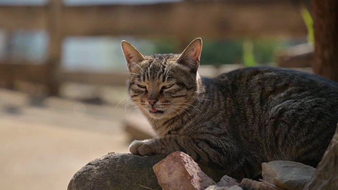 农村 狸花猫 蹲着休息  中华田园猫