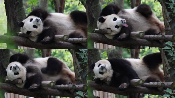 4k 实拍大熊猫休息1
