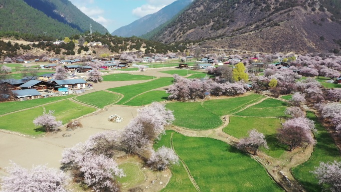 藏族村寨里的野桃花和绿油油的青稞田