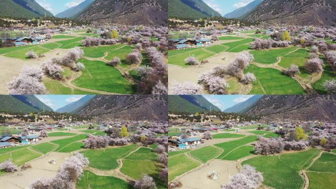 藏族村寨里的野桃花和绿油油的青稞田