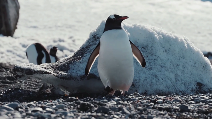 南极冰山企鹅海豹雪景雪山合集