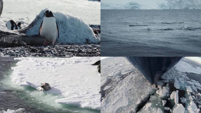 南极冰山企鹅海豹雪景雪山合集
