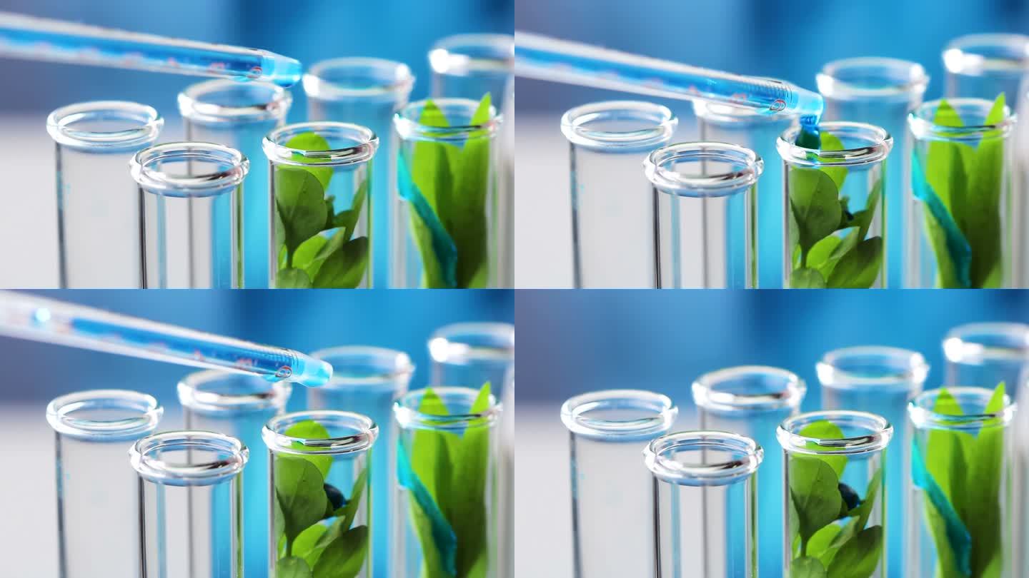 滴水内有液态蓝水的吸管介绍试管与绿色新鲜植物。特写。