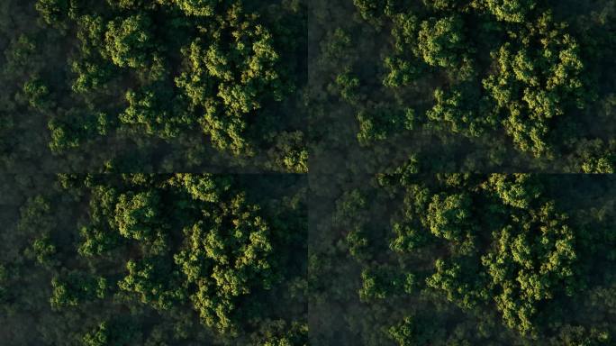 令人惊叹的现实3d 动画日落在一个厚厚的绿色森林在雾中在一个阳光明媚的日子。鸟瞰