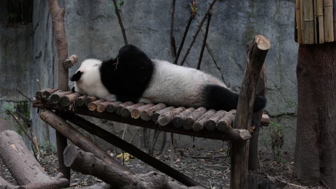 4k 实拍大熊猫酣睡2