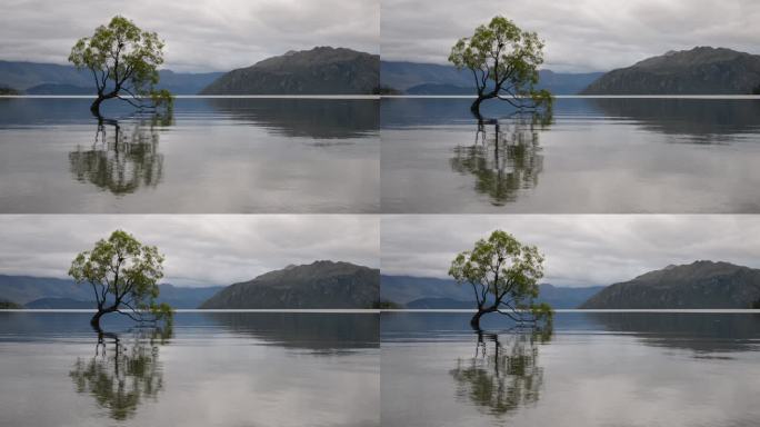 新西兰最著名的树 - 瓦纳卡树 - 在阴天