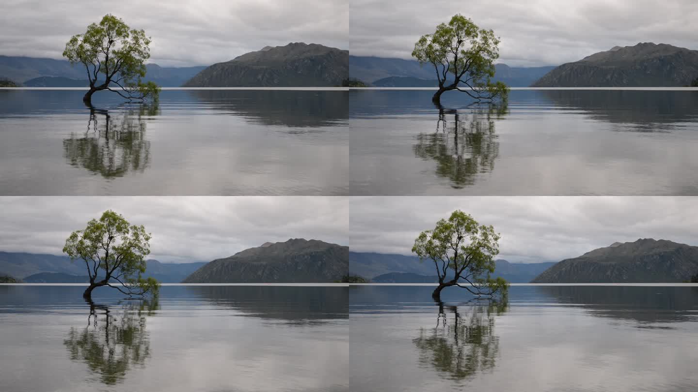 新西兰最著名的树 - 瓦纳卡树 - 在阴天