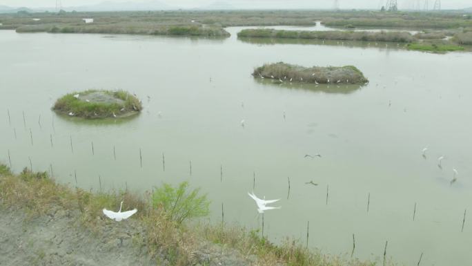 4k航拍混剪-广东海丰湿地保护区