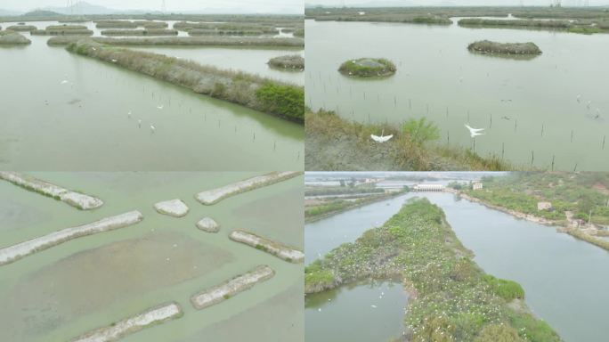 4k航拍混剪-广东海丰湿地保护区