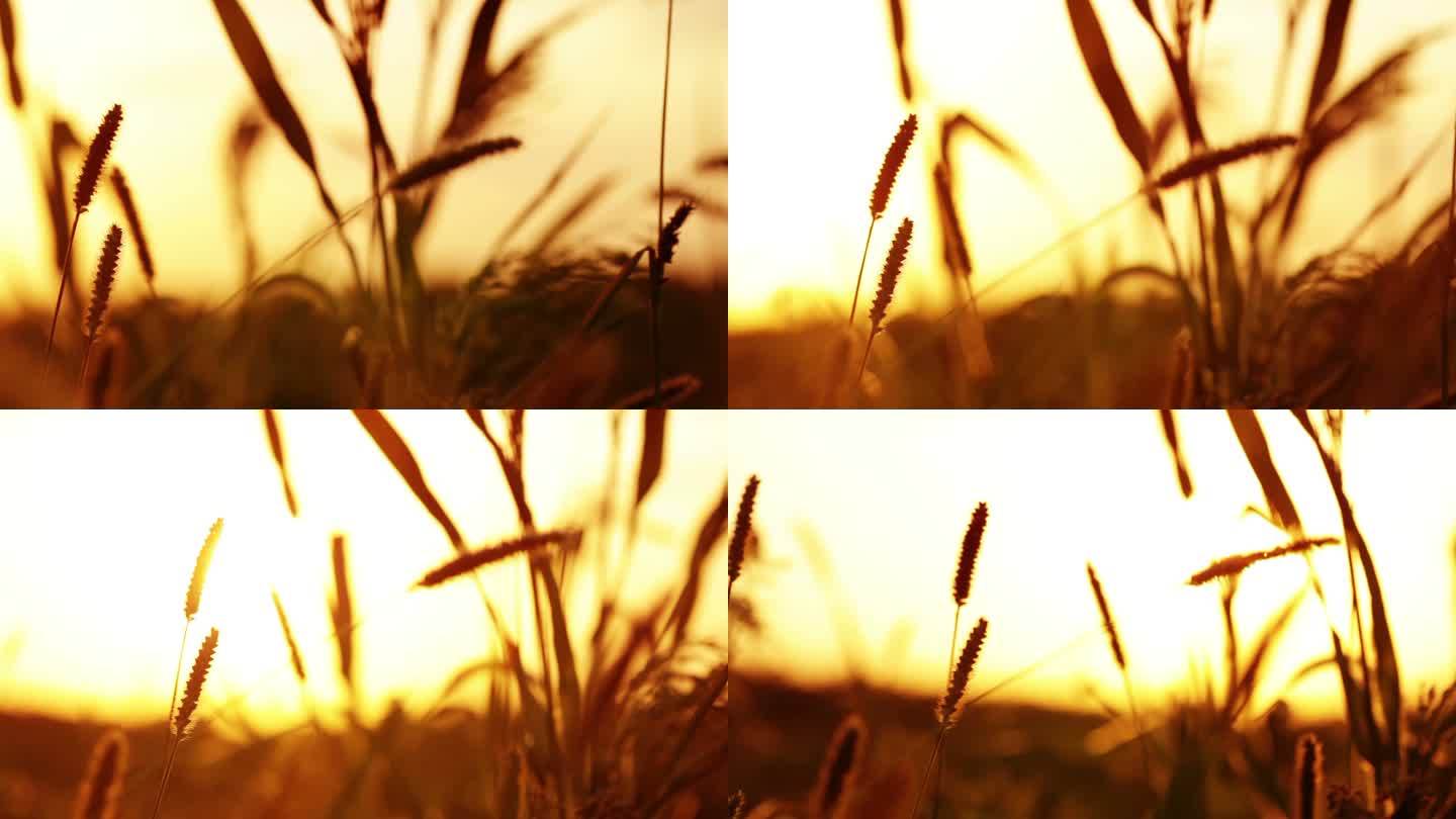 草原上的草和日落