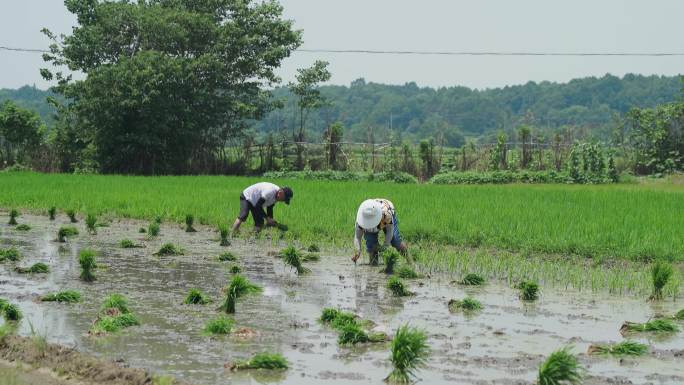 农村 农民插田播种