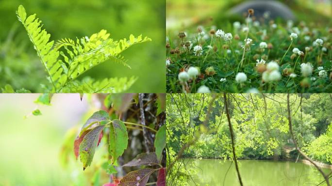 阳光植物希望森林树林树大自然生态清晨树叶