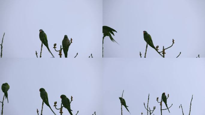 大紫胸鹦鹉在枝头活动
