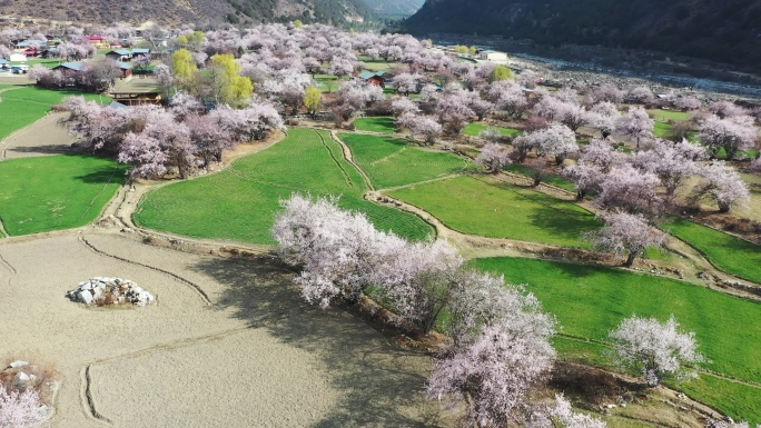 开满野桃花的藏族村寨察隅县罗马村