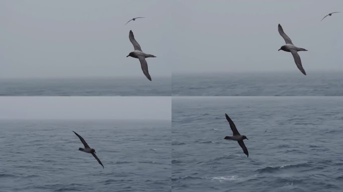 海鸥海鸟飞行